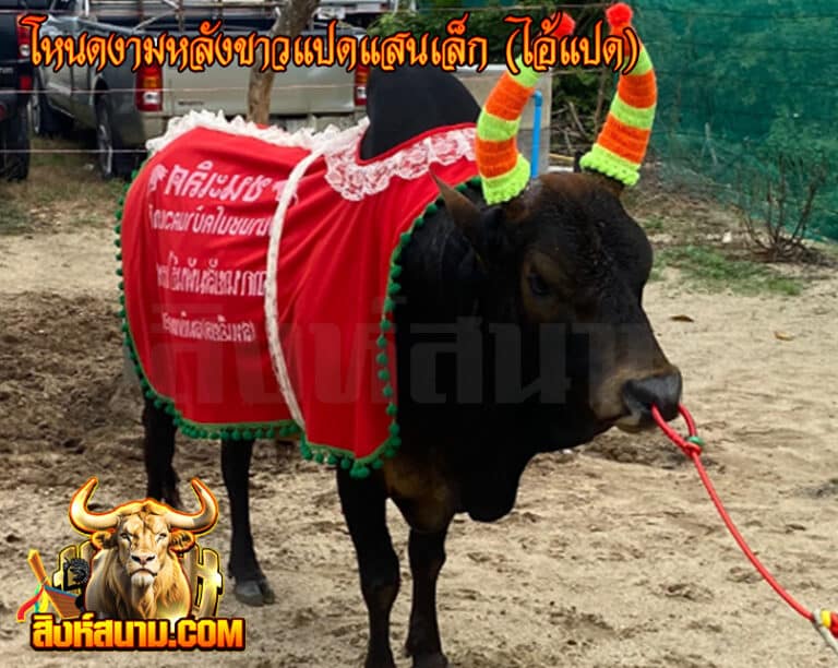 โหนดงามหลังขาวแปดแสนเล็ก (ไอ้แปด)