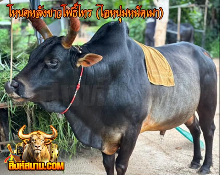 โหนดหลังขาวโพธิ์ไทร (ไอหนุ่มหมัดเมา)