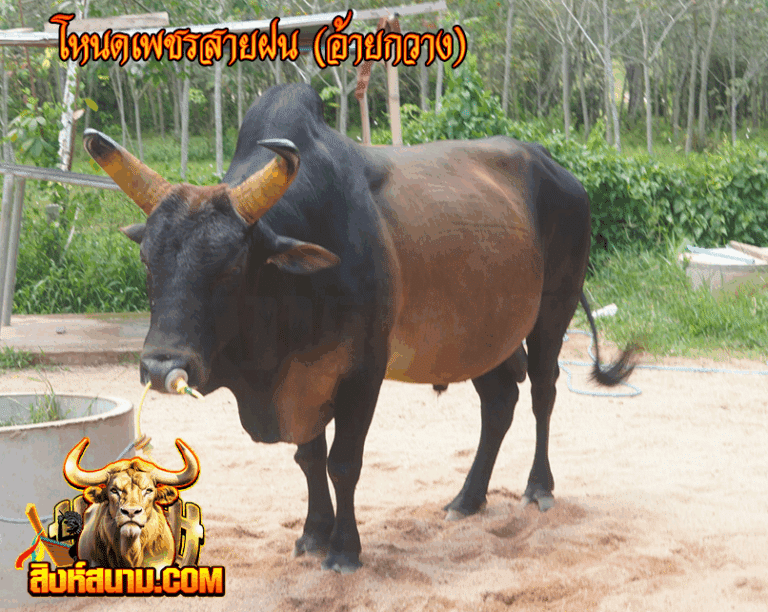 โหนดเพชรสายฝน (อ้ายกวาง)