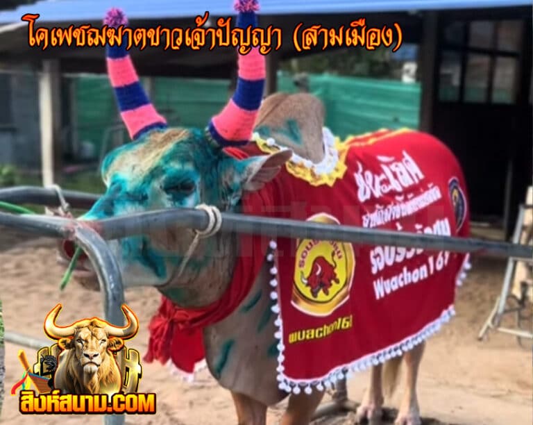 โคเพชฌฆาตขาวเจ้าปัญญา (สามเมือง)