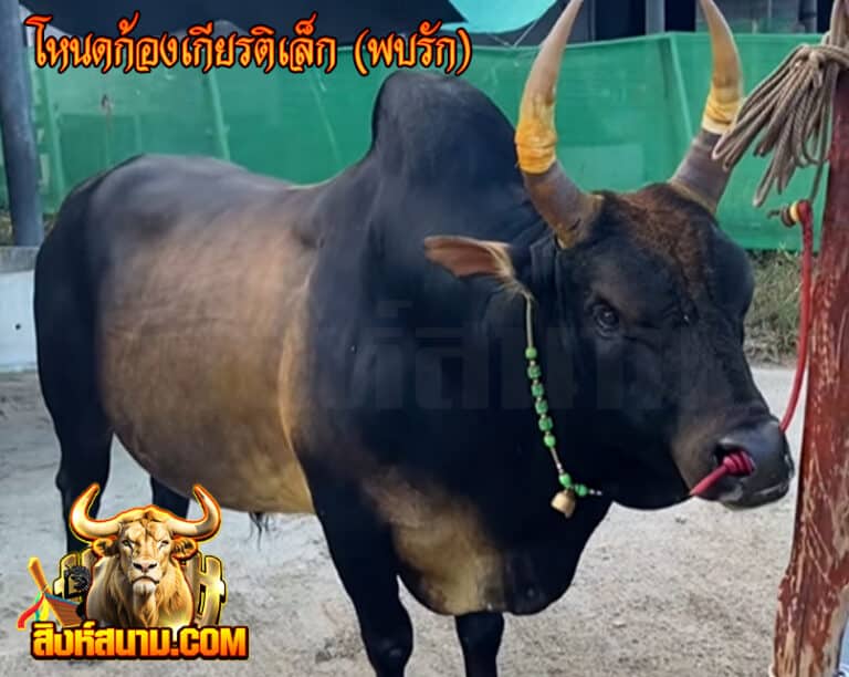 โหนดก้องเกียรติเล็ก (พบรัก)_0