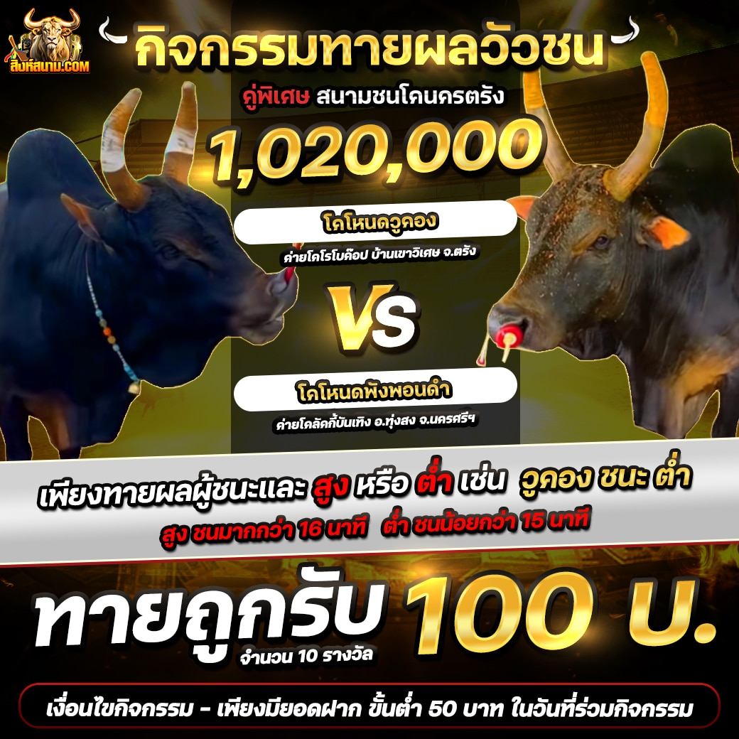 กิจกรรมวัวชน