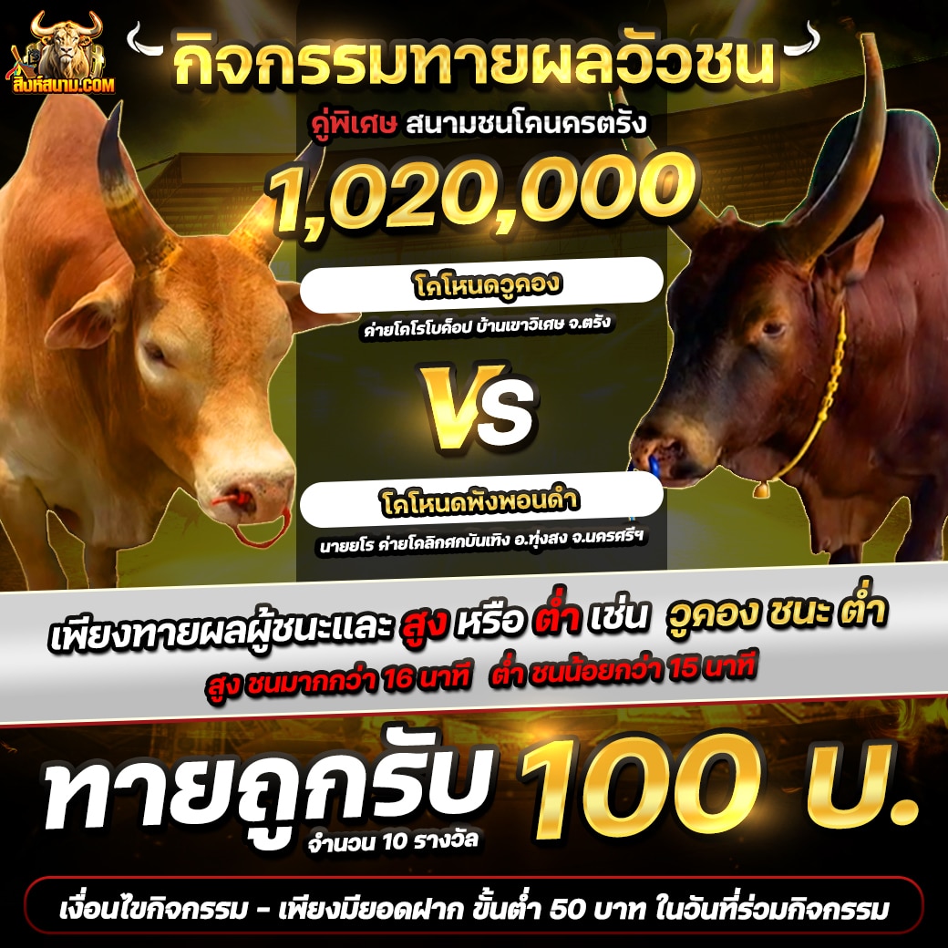 กิจกรรมวัวชน