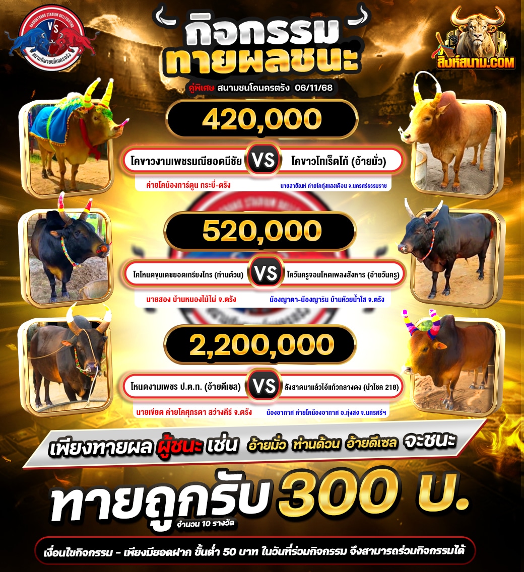 กิจกรรมวัวชน3คู่