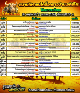 โปรแกรมวัวชน สนามกีฬาชนโคชั่วคราวบ้านเจดีย์โคะ