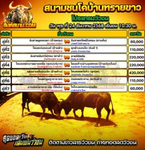 โปรแกรมวัวชน สนามกีฬาชนโคบ้านทรายขาว