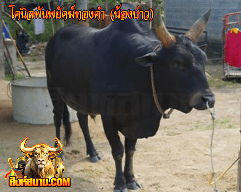 โคโหนดพันพยัคฆ์ทองคำ (น้องบ่าว)