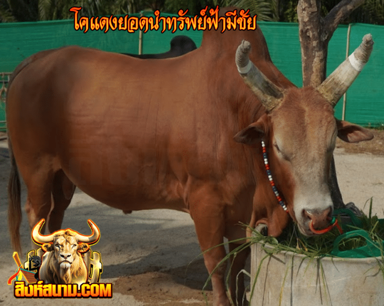 โคแดงยอดนำทรัพย์ฟ้ามีชัย