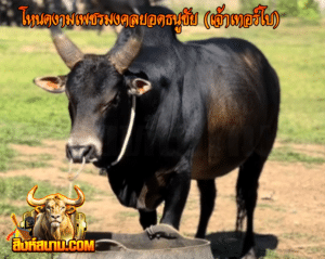 โคโหนดงามเพชรมงคลยอดธนูชัย (เจ้าเทอร์โบ)