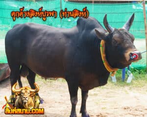 ดุกด้างสิงห์บูรพา (ท่านสิงห์)