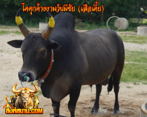 โคดุกด้างงามวันมีชัย (เสือเตี้ย)