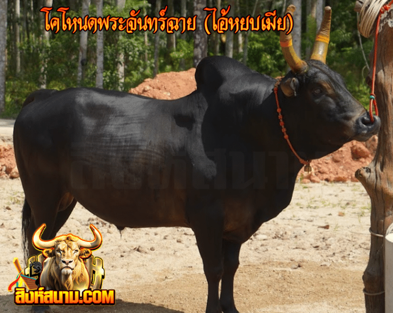 โหนดพระจันทร์ฉาย (ไอ้หยบเมีย)