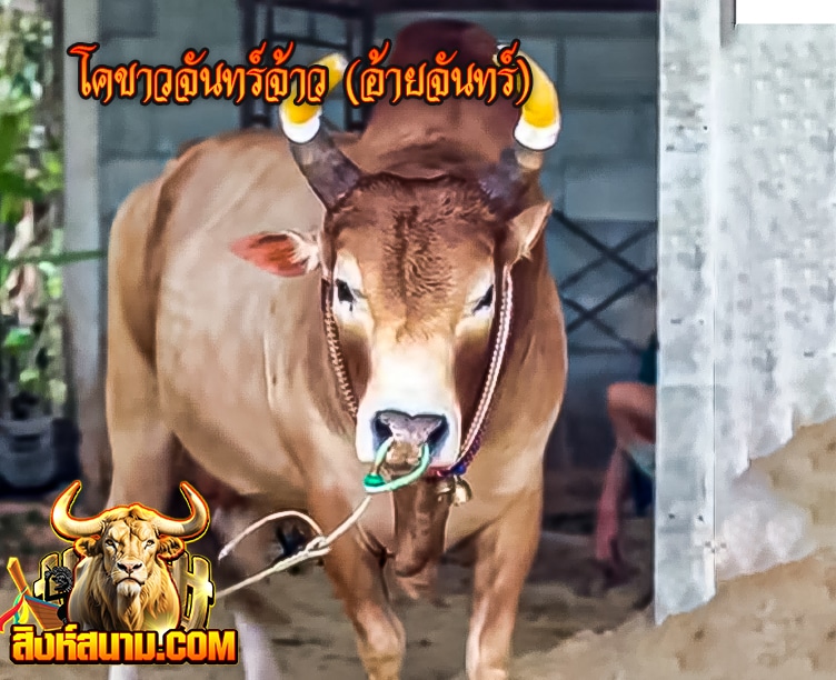 โคขาวจันทร์จ้าว (อ้ายจันทร์)_0