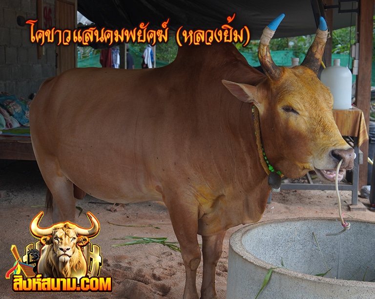 โคขาวแสนคมพยัคฆ์ (หลวงยิ้ม)