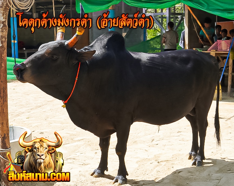 โคดุกด้างมังกรดำ (อ้ายสัตว์ดำ)