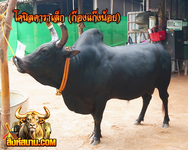 โคนิลดาราเล็ก (ก๊องแก๊งน้อย)