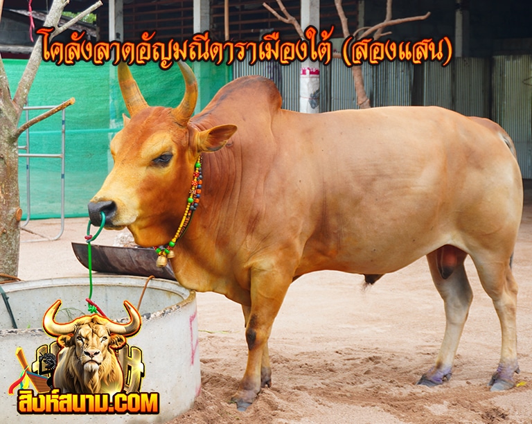 โคลังลาดอัญมณีดาราเมืองใต้ (สองแสน)