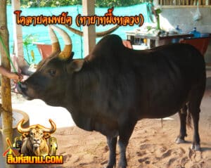 โคลายคมพยัคฆ์ (ทายาทผึ้งหลวง)