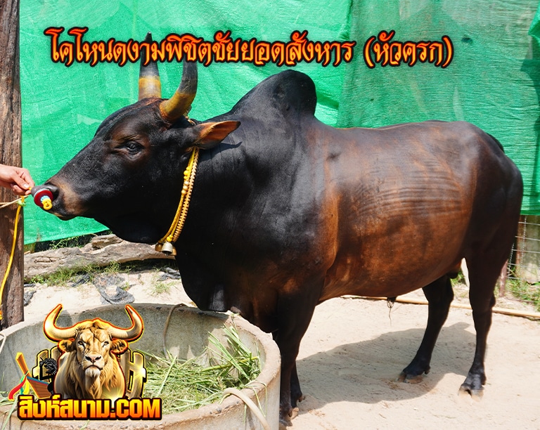 โคโหนดงามพิชิตชัยยอดสังหาร (หัวครก)