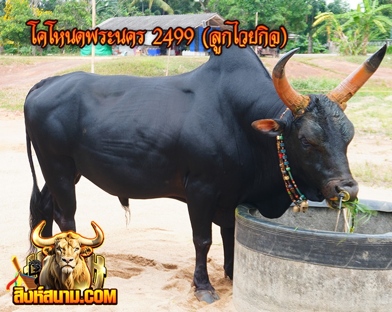 โคโหนดพระนคร 2499 (ลูกไวยกิจ)_