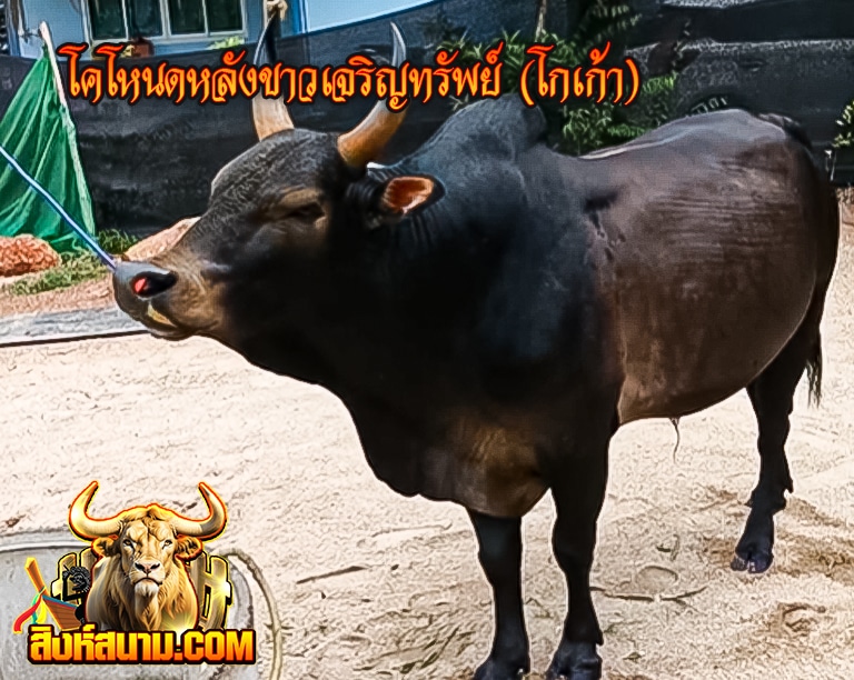 โหนดหลังขาวเจริญทรัพย์(โกเก้า)