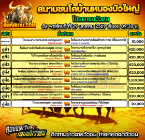 โปรแกรมวัวชน สนามกีฬาชนโคบ้านหนองบัวใหญ่