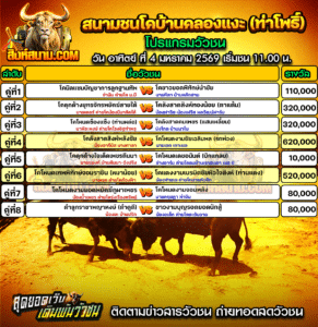 โปรแกรมวัวชน สนามกีฬาชนโคบ้านคลองแงะ (ท่าโพธิ์) วันอาทิตย์ที่ 4 มกราคม  2569