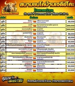 โปรแกรมวัวชน ประเพณีปีใหม่ม้งสนามกีฬาชนโคชั่วคราวบ้านเจดีย์โคะ