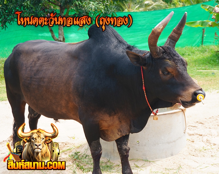 โหนดหลังขาวพิมอรัญเล็กยอดชูชัย (กังฟู)