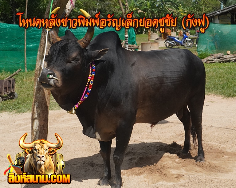 โคโหนดหลังขาวพิมอรัญเล็กยอดชูชัย (กังฟู)