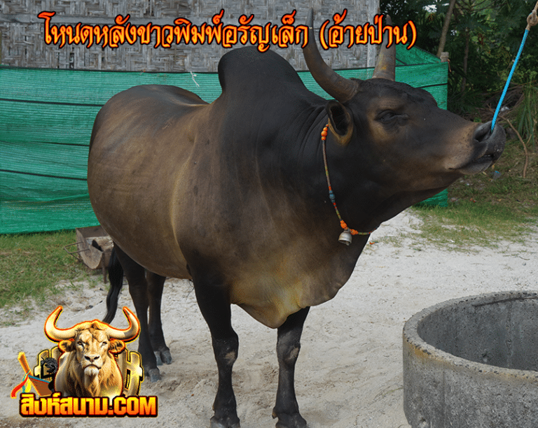 โหนดหลังขาวพิมพ์อรัญเล็ก (อ้ายป่าน)