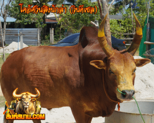 แดงงามอัศวินสิงนักล่า(วินดีเซล)