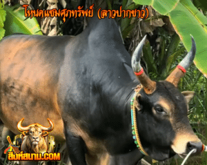 โคโหนดแซมศุภทรัพย์ (ลาวปากขาว)