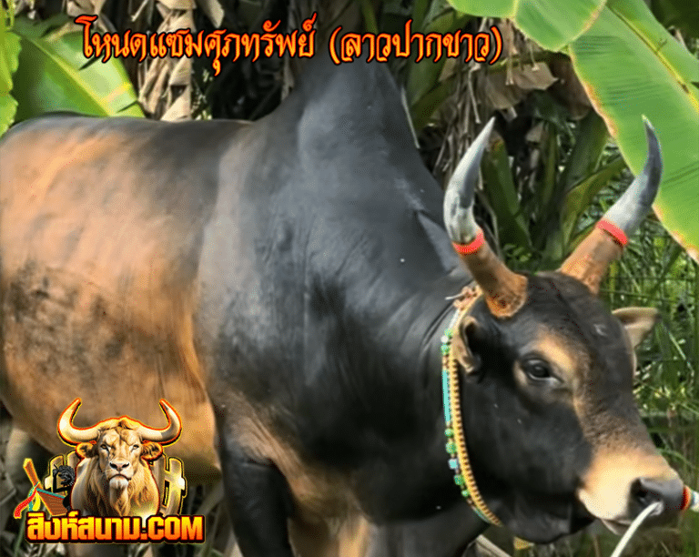 โหนดแซมศุภทรัพย์ (ลาวปากขาว)