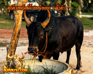 ดุกด้างพยัคฆ์ร้ายหน้าหยก (เจ้าดำ)