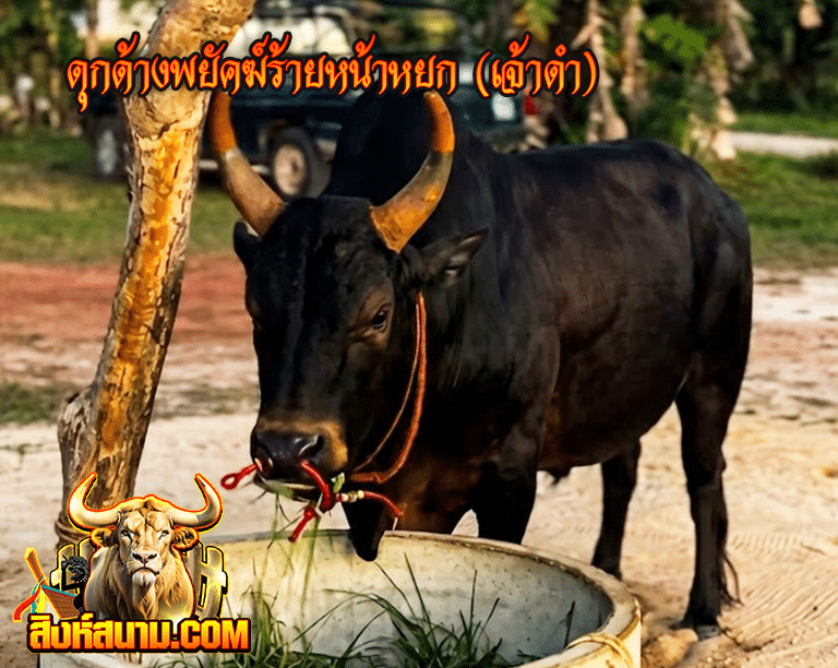 ดุกด้างพยัคฆ์ร้ายหน้าหยก (เจ้าดำ)