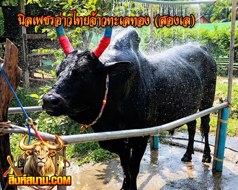 โคนิลเพชรอ่าวไทยจ้าวทะเลทอง (สองเล)