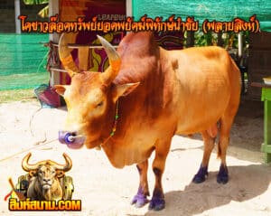 โคขาวล๊อคทรัพย์ยอดพยัคฆ์พิทักษ์นำชัย