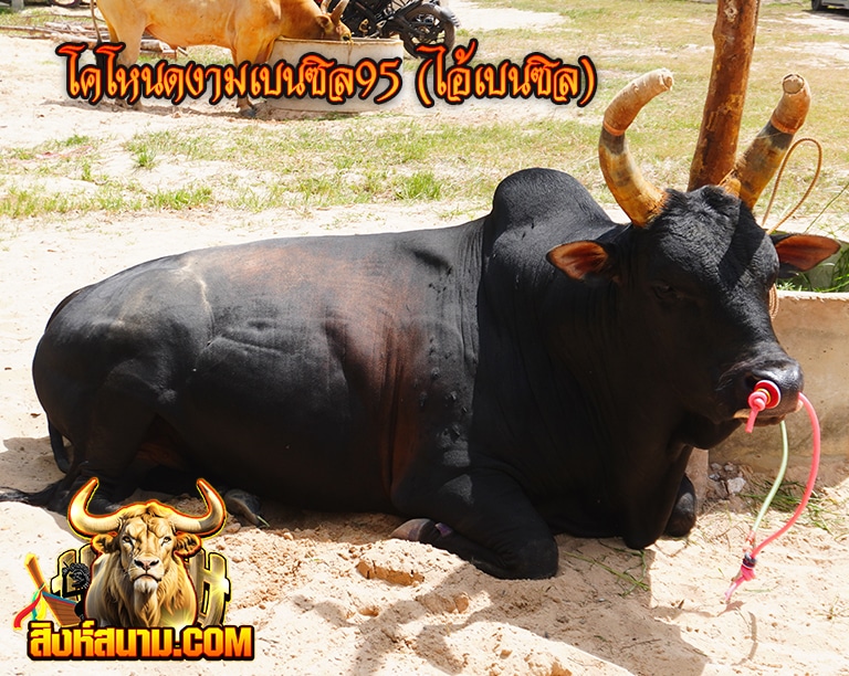 โคโหนดงามเบนซิล95 (ไอ้เบนซิล)