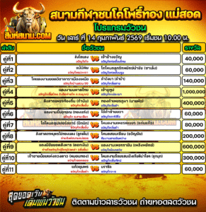โปรแกรมวัวชน สนามกีฬาชนโคโพธิ์ทอง แม่สอด
