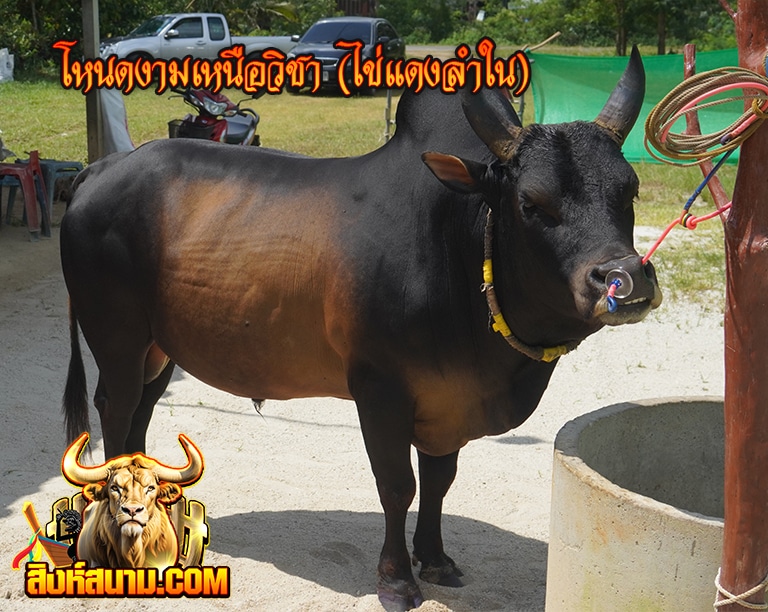 โหนดงามเหนือวิชา (ไข่แดงลำใน)