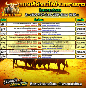 โปรแกรมวัวชน สนามกีฬาชนโคบ้านทรายขาว