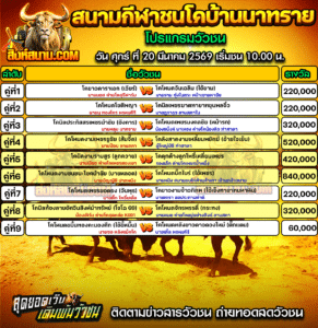 โปรแกรมวัวชน สนามกีฬาชนโคบ้านนาทราย