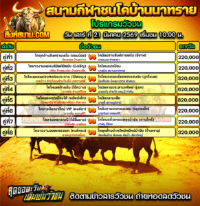 โปรแกรมวัวชน สนามกีฬาชนโคบ้านนาทราย