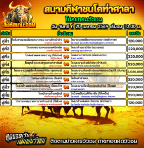 โปรแกรมวัวชน สนามกีฬาชนโคท่าศาลา