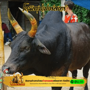 โคนิลซุปเปอร์สตาร์