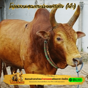 โคแดงงามศรนารายณ์ยอดพิชิตชัย (ไอ้ไก่)