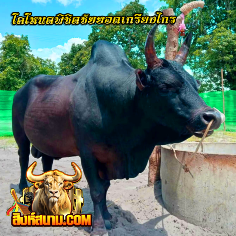 ข้อมูลวัว